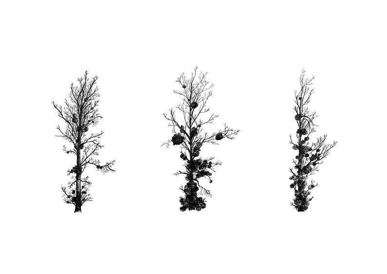 3 arbres.jpg